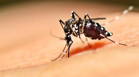 小黑蚊天敵有哪些