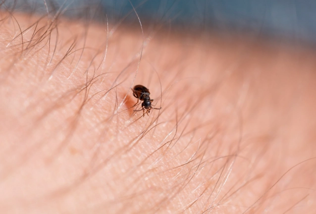 如何預防小黑蚊