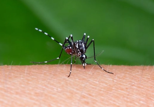 登革熱病媒蚊