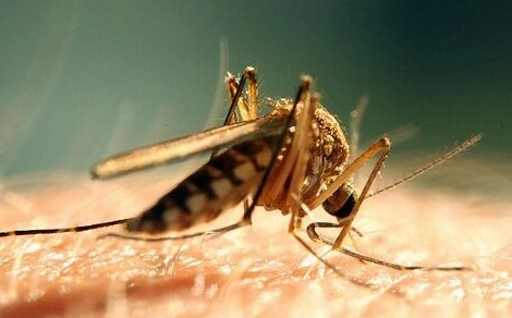 徹底消滅熱帶家蚊：居家防蚊實戰策略與常見誤區