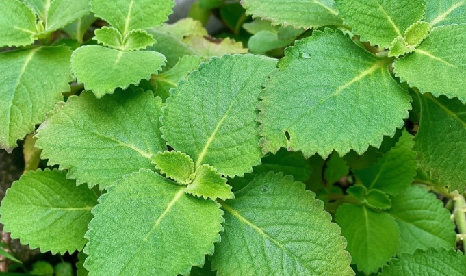 左手香可以煎蛋吃嗎