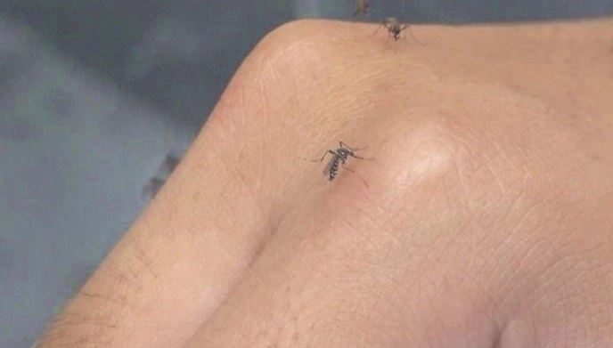 小黑蚊防治方法