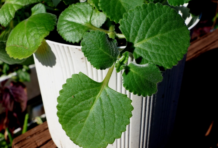 左手香皮膚過敏 左手香皮膚過敏