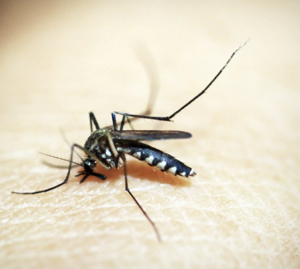 蚊子咬處理 蚊子咬處理