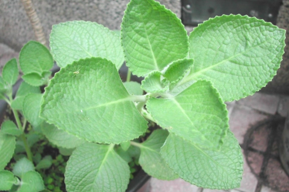 左手香料理 左手香料理