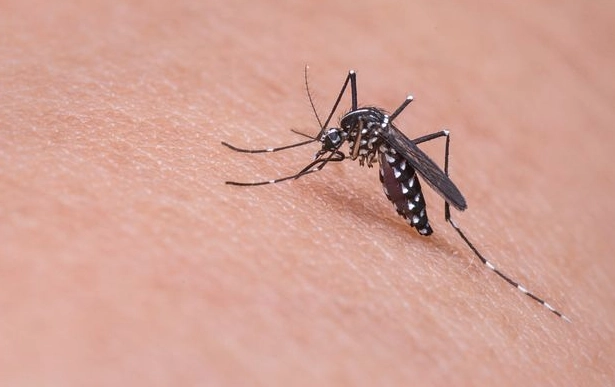 蚊子喜歡什麼血型