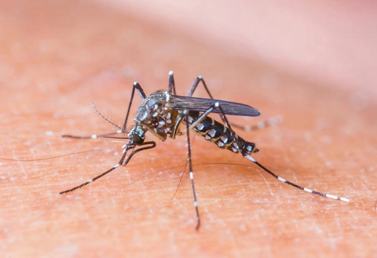 蚊子喜欢什么味道