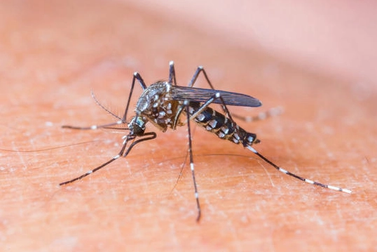 蚊子咬處理 蚊子咬處理