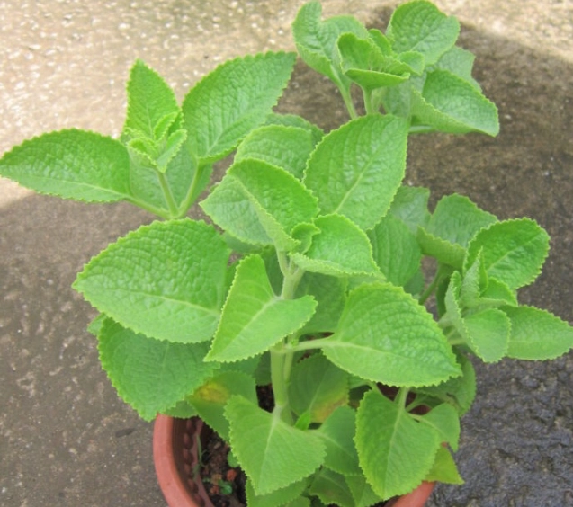 左手香料理 左手香料理