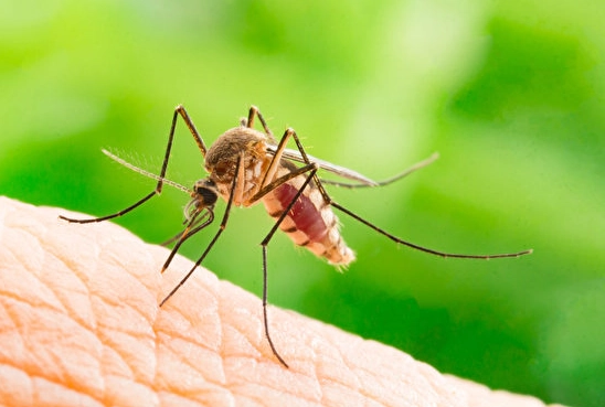 蚊子喜歡什麼血型