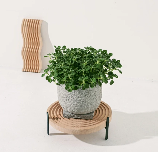 左手香禁忌 左手香禁忌