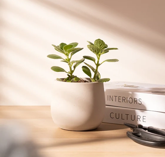 左手香禁忌 左手香禁忌