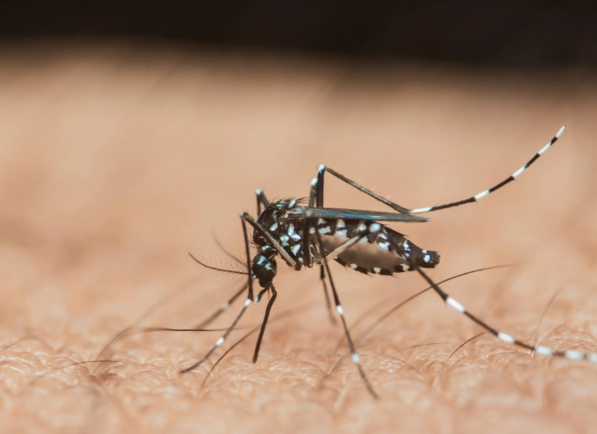 蚊子喜欢什么味道