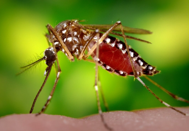 蚊子喜歡什麼血型