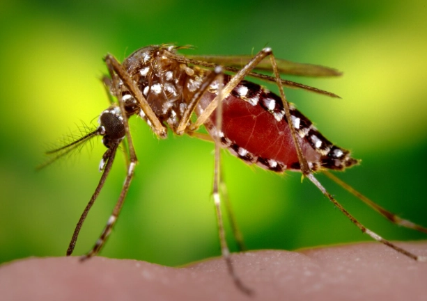 被蚊子咬怎麼止癢？專家親授15個有效方法與避坑指南