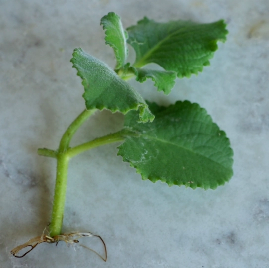 左手香皮膚過敏 左手香皮膚過敏