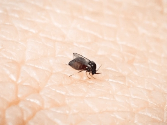 小黑蚊防治方法