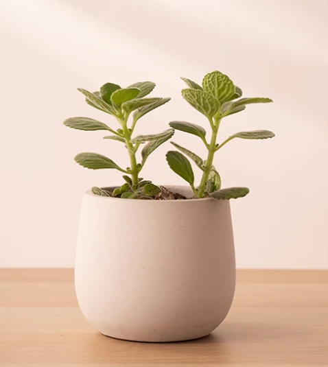 左手香皮膚過敏 左手香皮膚過敏