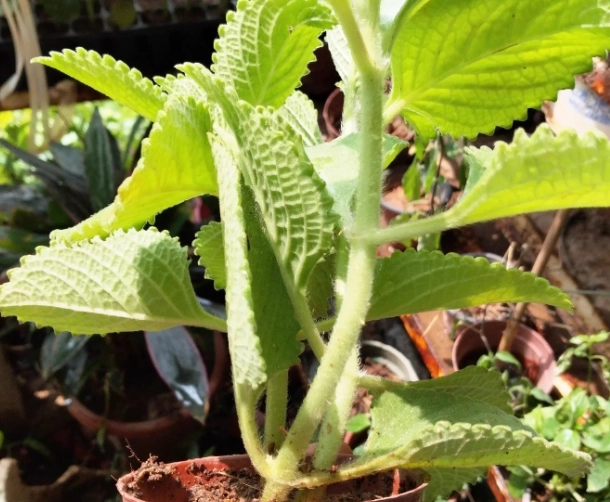 左手香精油皮膚應用 左手香精油皮膚應用