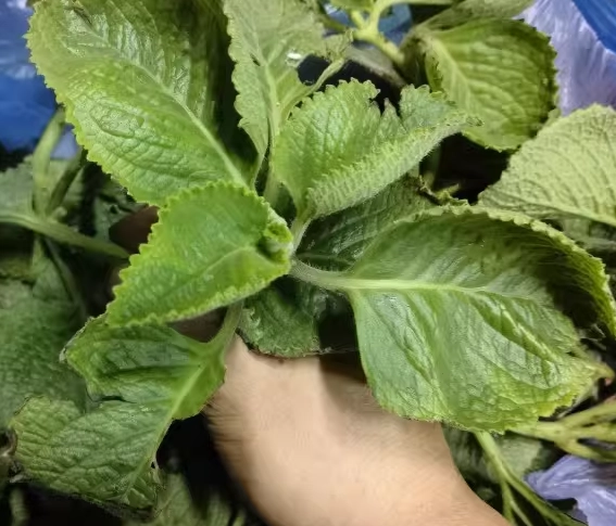 左手香護膚 左手香護膚