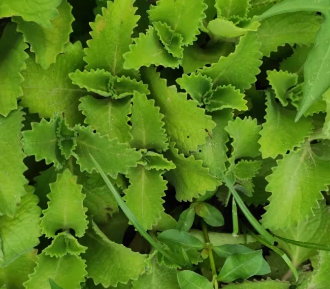 左手香皮膚功效完整解析：天然抗炎、保濕與修復實用指南