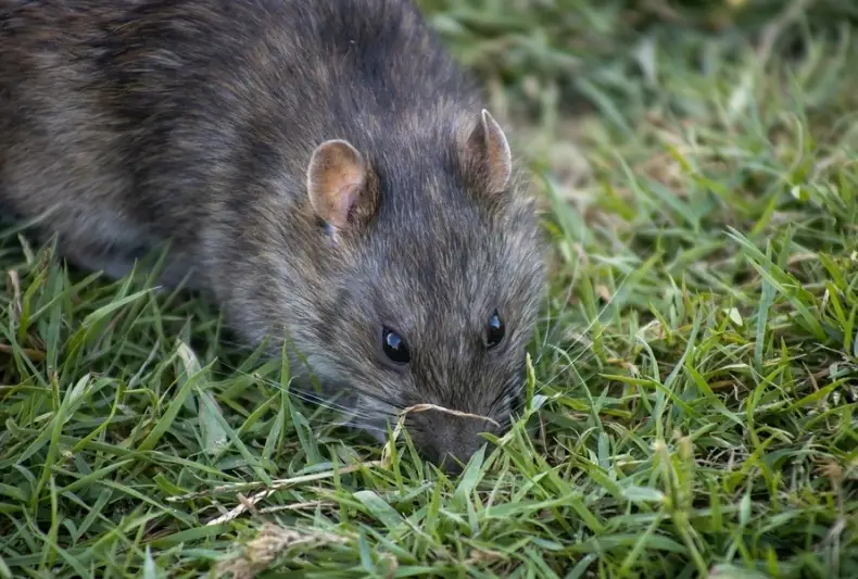老鼠防治方法 老鼠防治方法