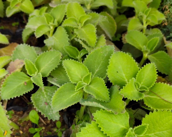 左手香精油皮膚應用 左手香精油皮膚應用