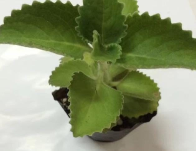 左手香護膚 左手香護膚