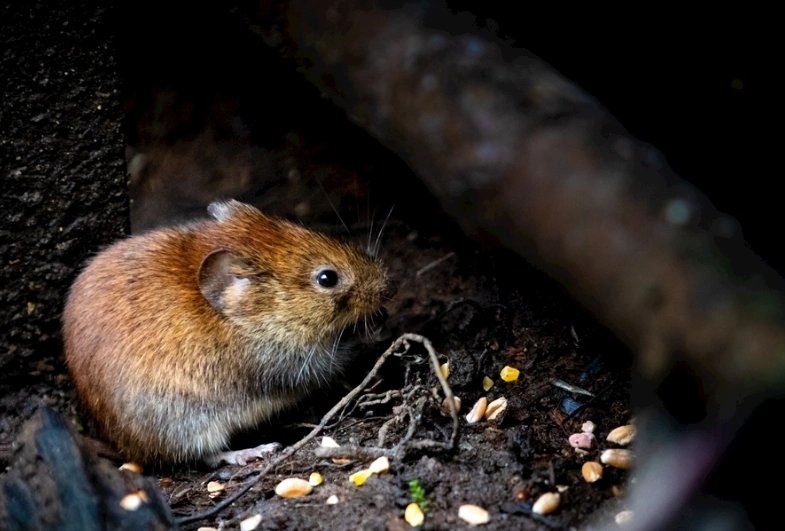 殺蟲劑對老鼠有效嗎 殺蟲劑對老鼠有效嗎