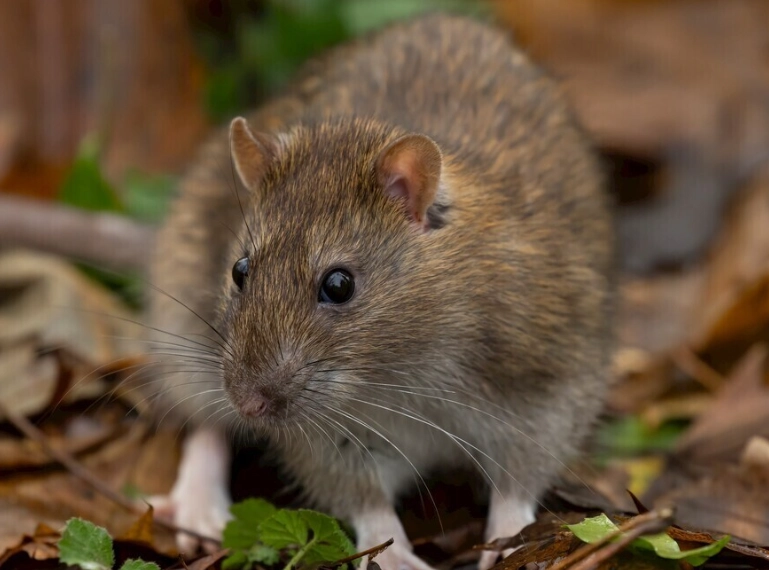 老鼠怕殺蟲劑 老鼠怕殺蟲劑