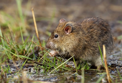 老鼠防治方法 老鼠防治方法