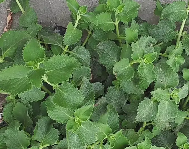 左手香精油皮膚應用 左手香精油皮膚應用