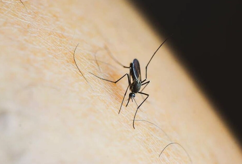 蚊子從哪來
