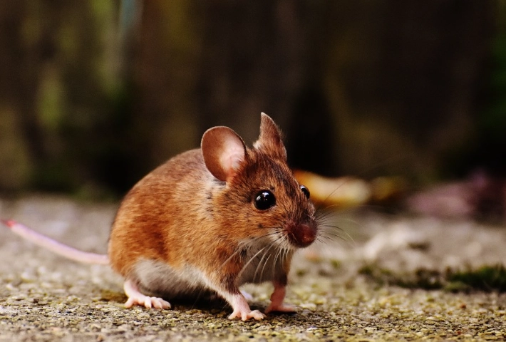 老鼠怕什麼