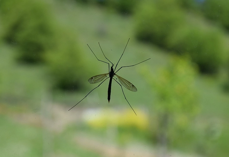 蚊子喜歡什麼人
