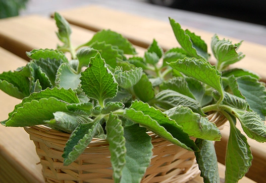 左手香功效 左手香功效