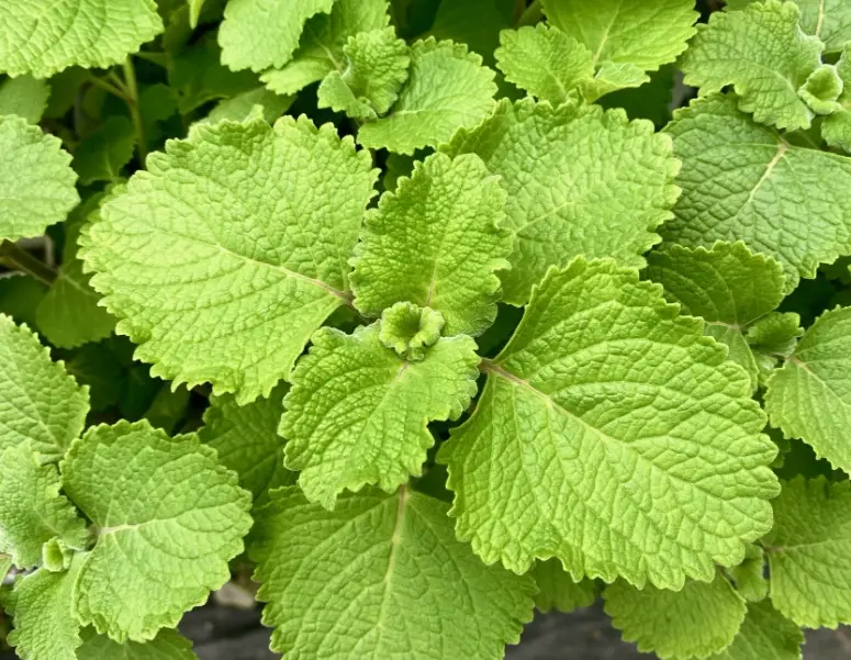 左手香曬乾方法 左手香曬乾方法