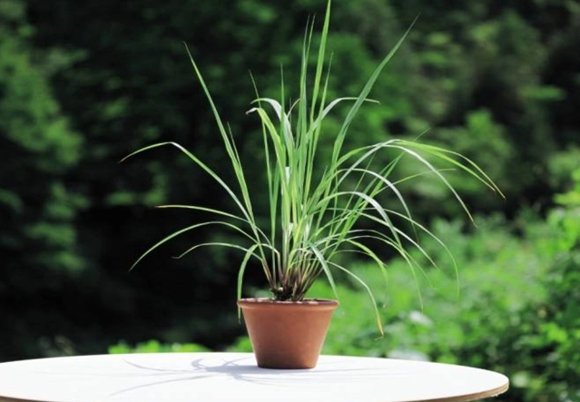 香茅種植防蚊全攻略：從陽台盆栽到天然驅蚊噴霧DIY