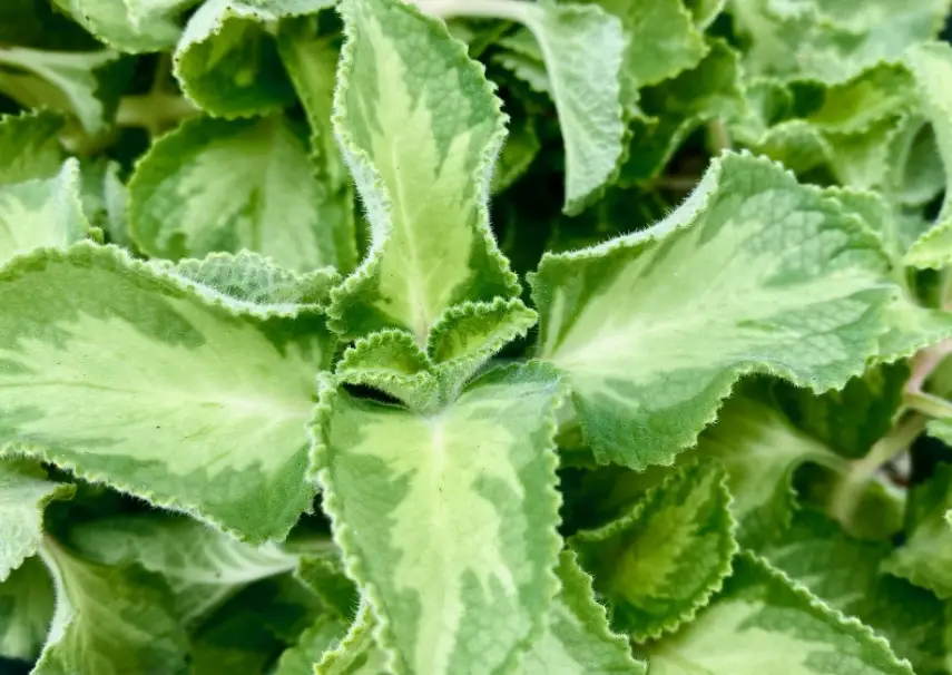 左手香功效 左手香功效