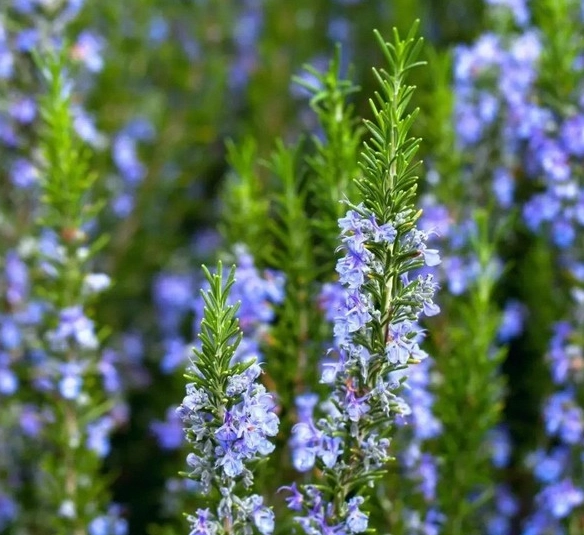 天然防蚊方法 天然防蚊方法