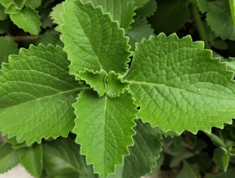 左手香曬乾方法 左手香曬乾方法