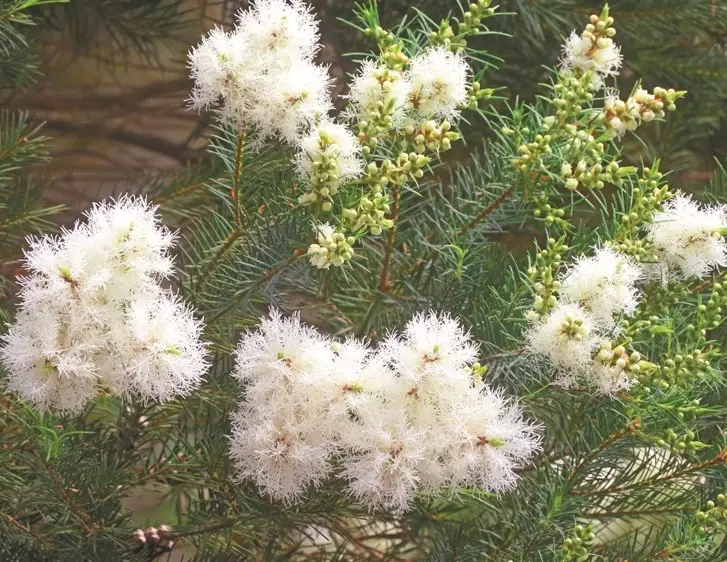 天然防蚊方法 天然防蚊方法