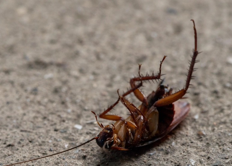 居家蟑螂為何突然暴增？5大關鍵原因與根治對策