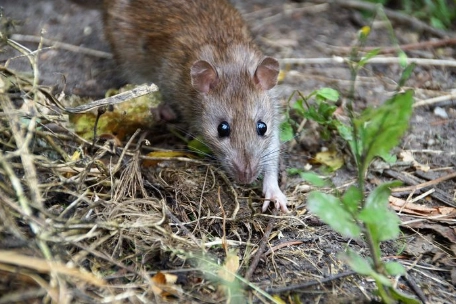 家裡有老鼠怎麼辦
