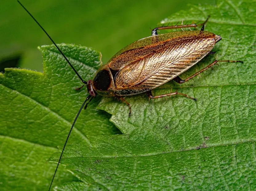 如何消滅蟑螂 如何消滅蟑螂