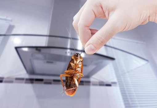 天然蟑螂藥 天然蟑螂藥