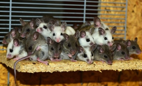 老鼠誘餌選擇 老鼠誘餌選擇