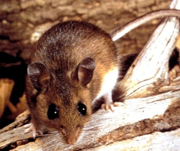 老鼠防治 老鼠防治