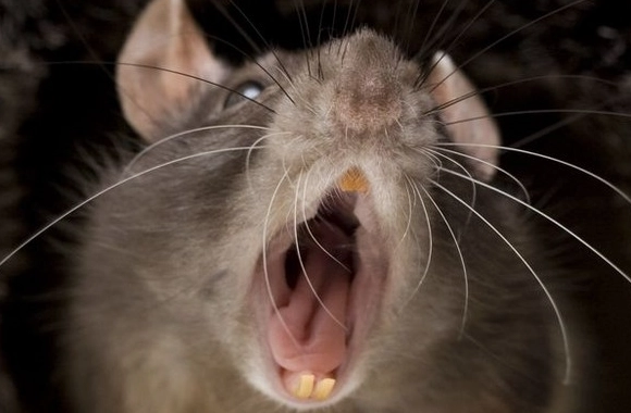 老鼠抓不到 老鼠抓不到