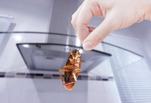 如何消滅蟑螂 如何消滅蟑螂